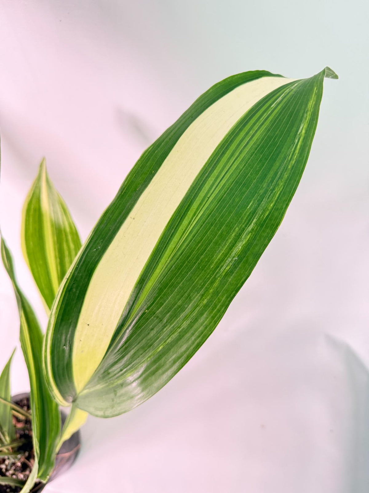 Aspidistra Elatior Variegata 07