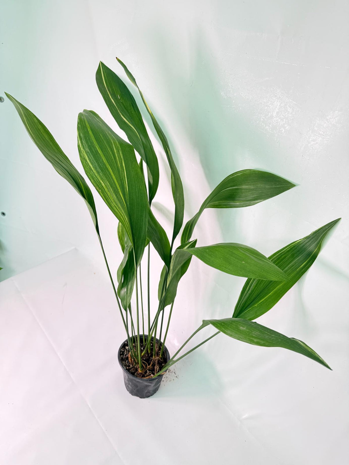 Aspidistra Elatior Variegata 07