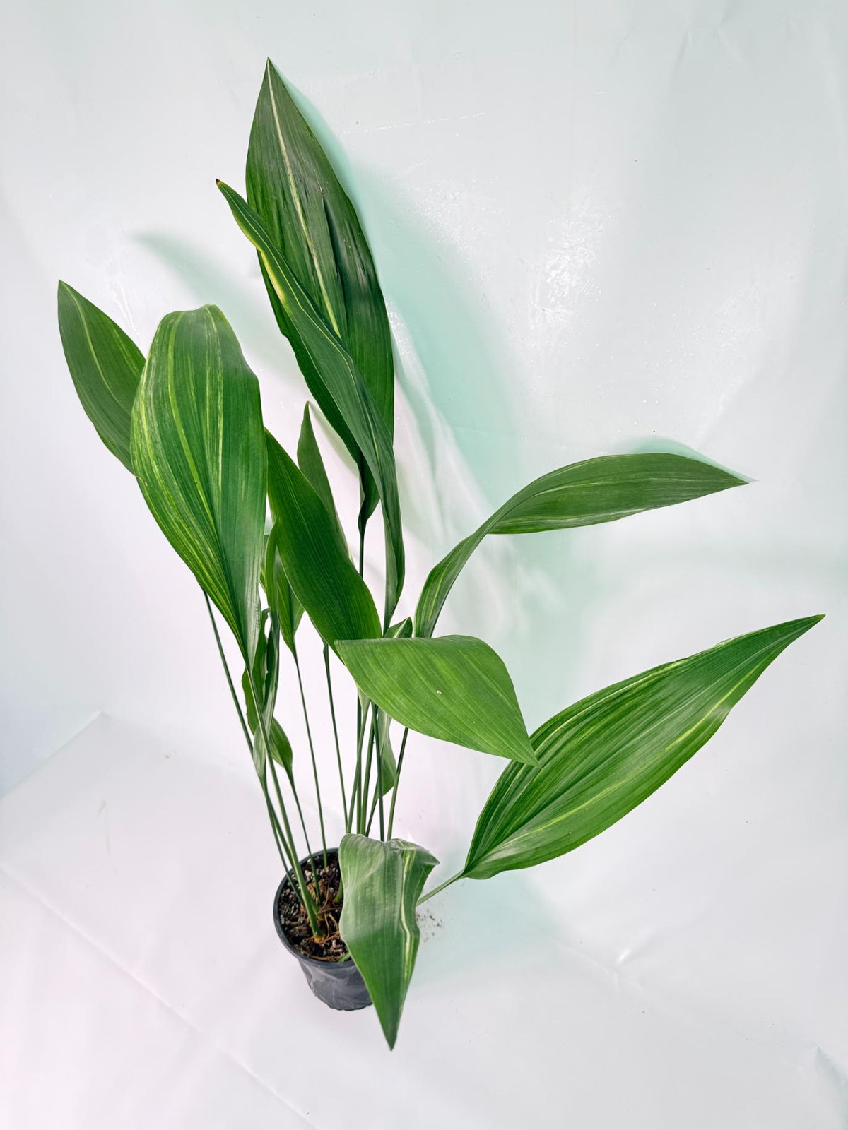 Aspidistra Elatior Variegata 08