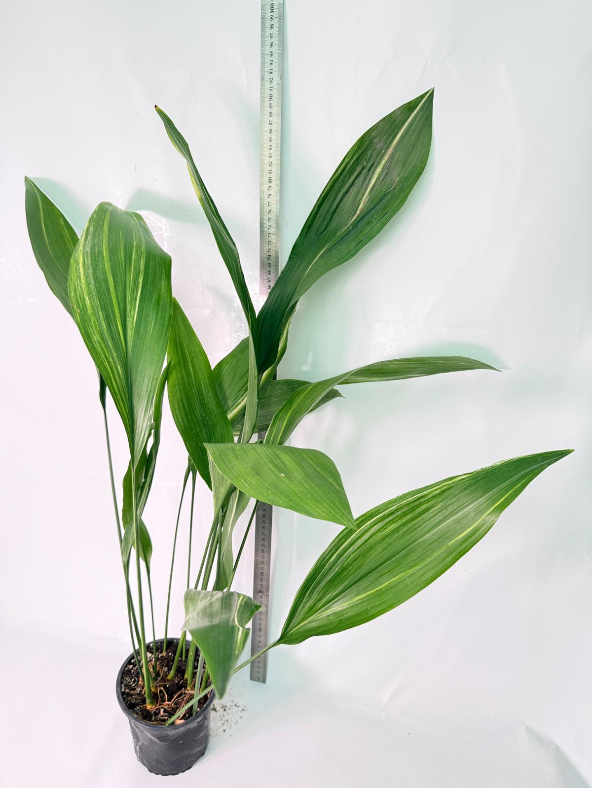 Aspidistra Elatior Variegata 09