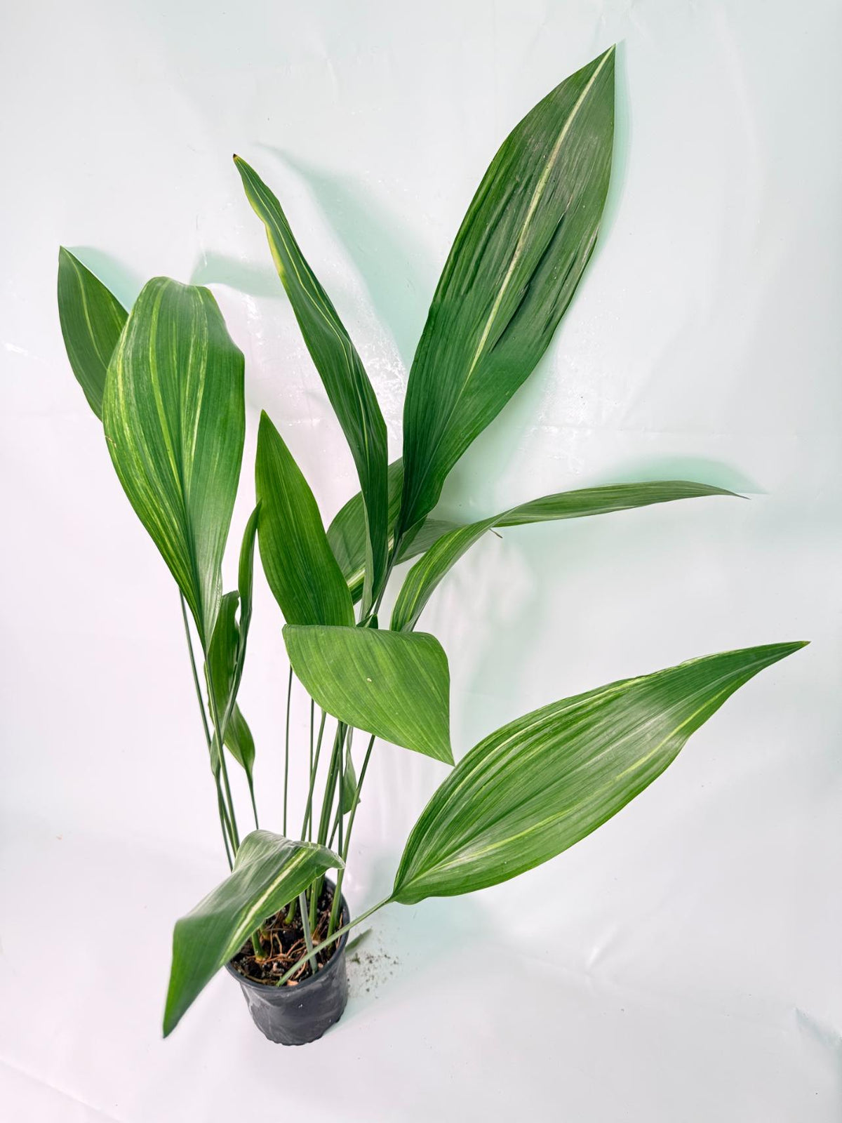 Aspidistra Elatior Variegata 01