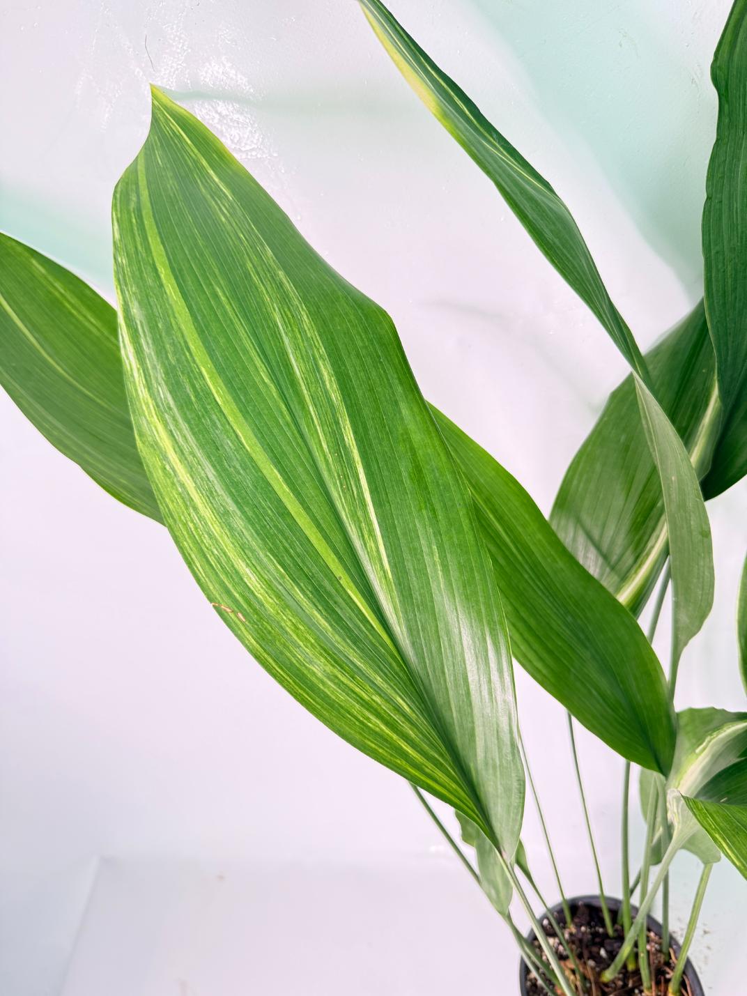 Aspidistra Elatior Variegata 03