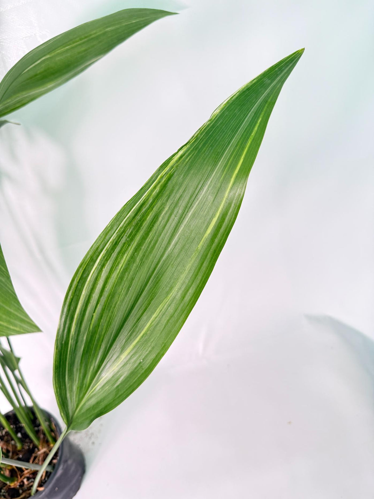 Aspidistra Elatior Variegata 04
