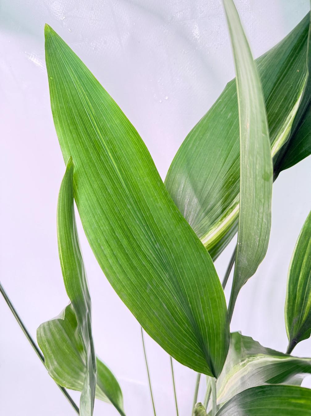 Aspidistra Elatior Variegata 05