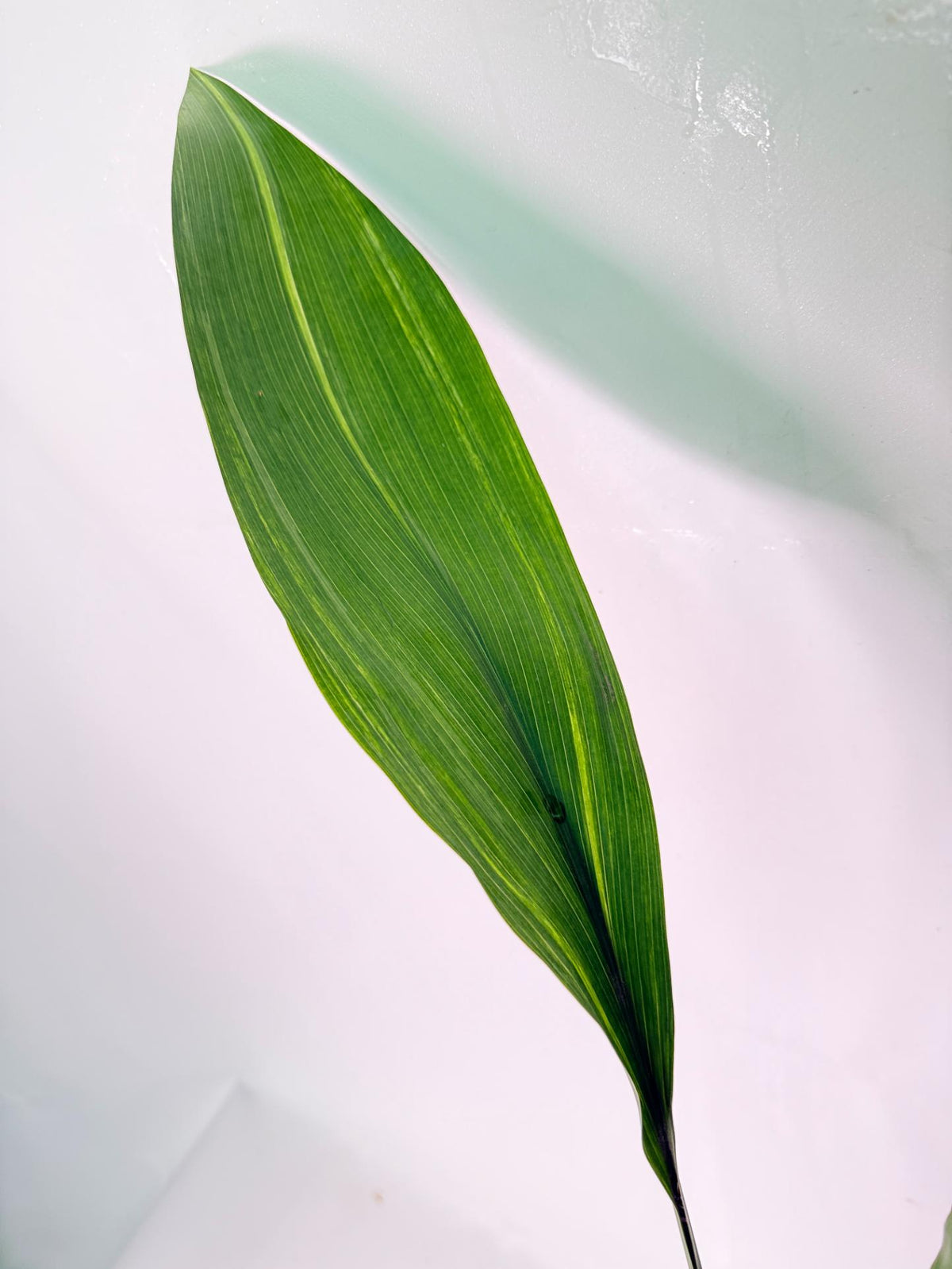 Aspidistra Elatior Variegata 06