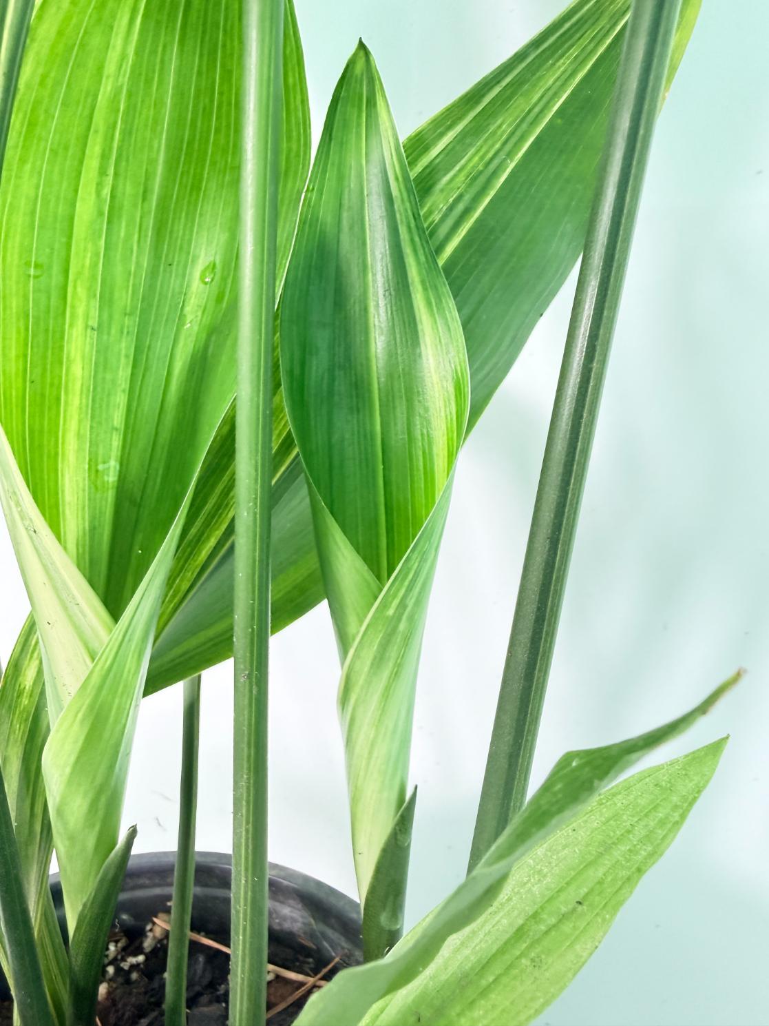 Aspidistra Elatior Variegata 02