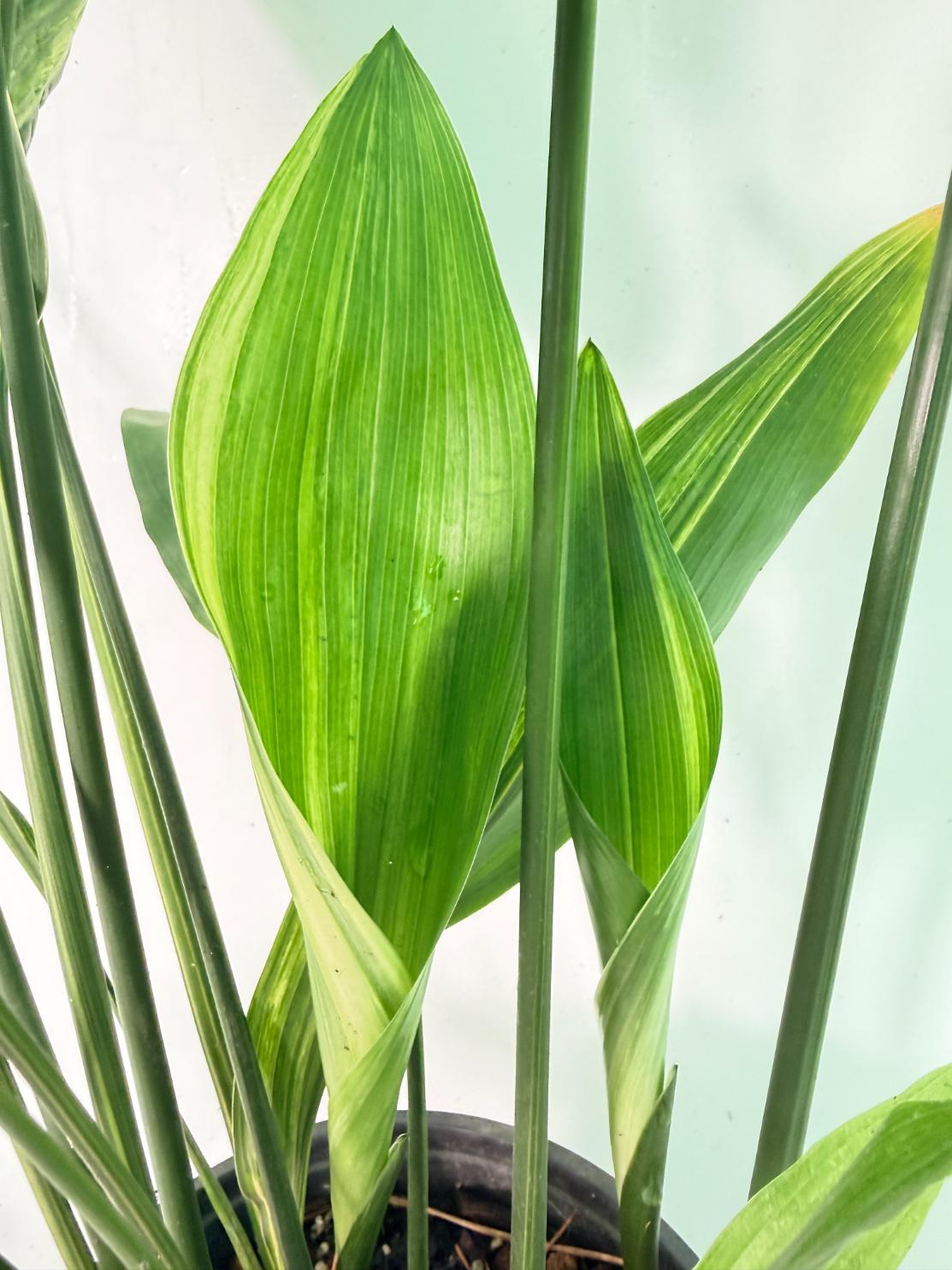 Aspidistra Elatior Variegata 06