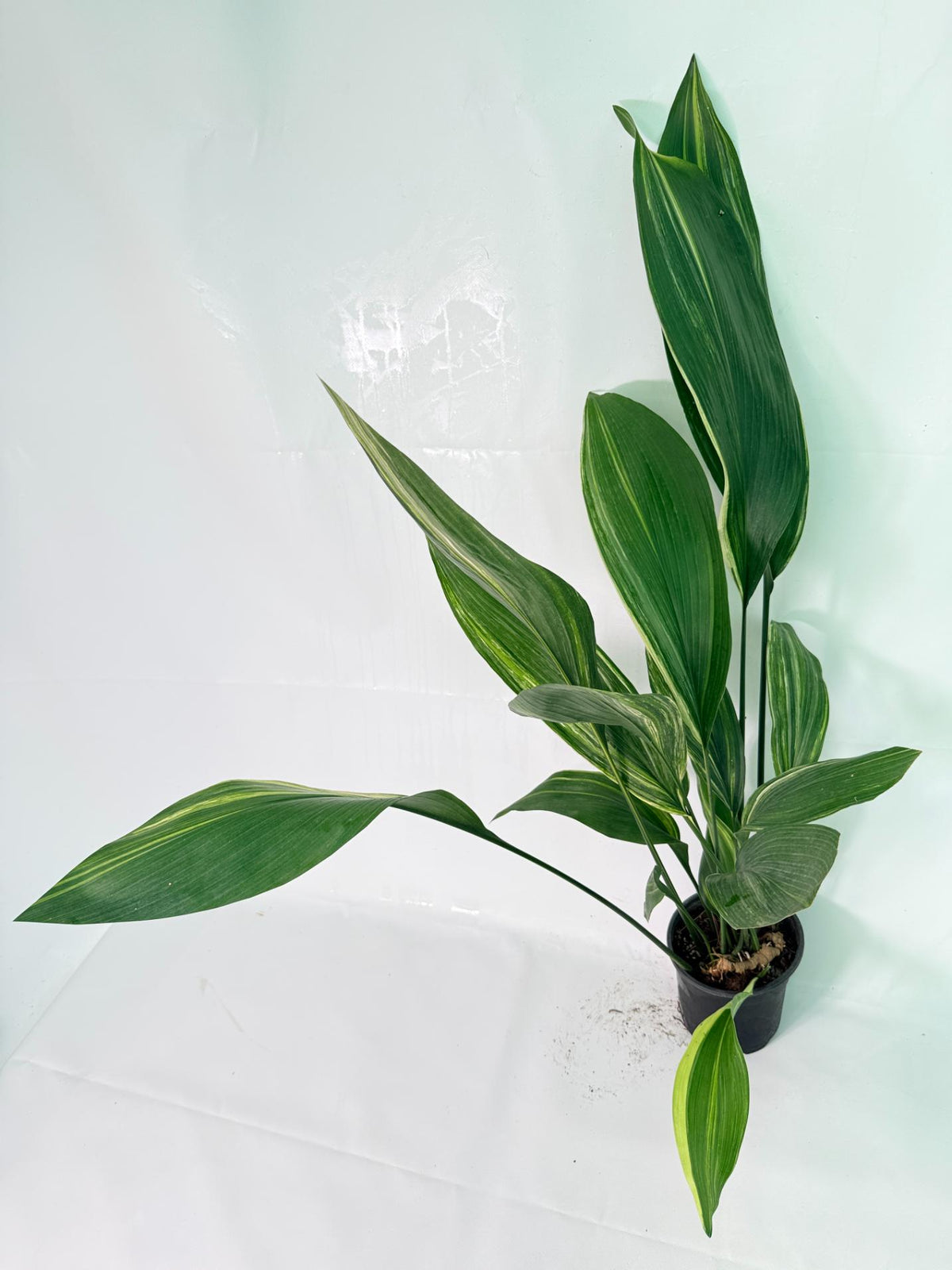 Aspidistra Elatior Variegata 07
