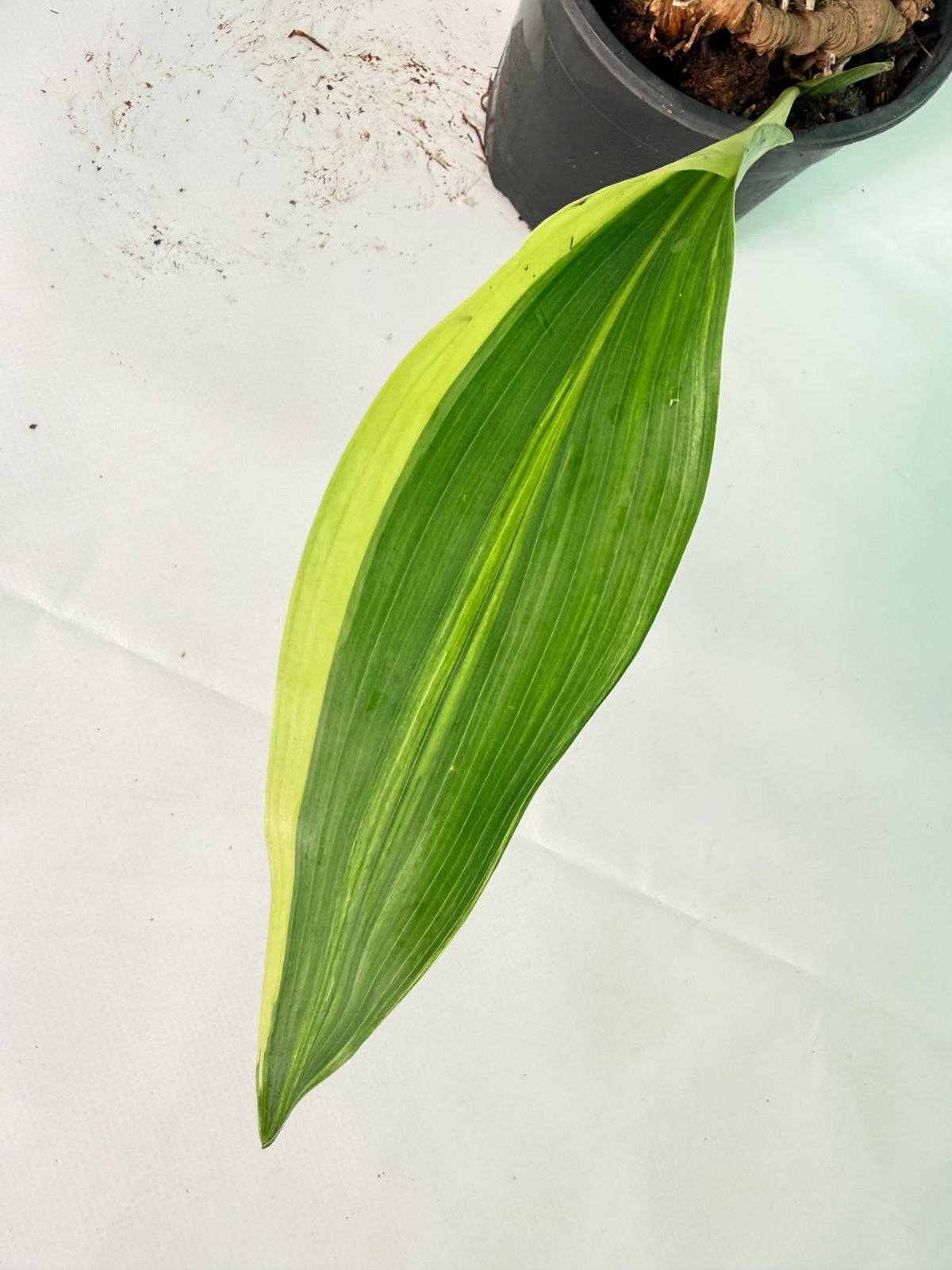 Aspidistra Elatior Variegata 09