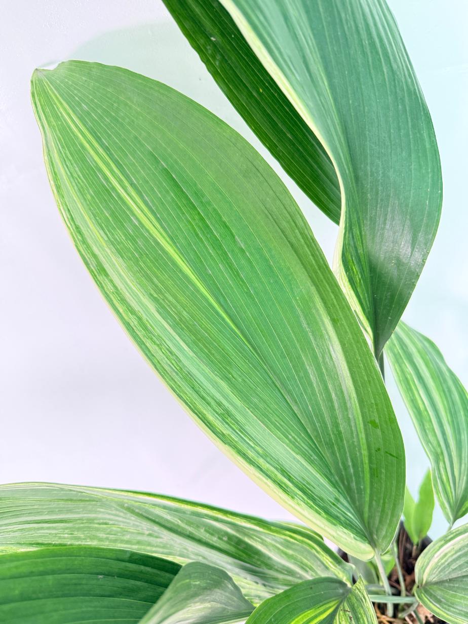 Aspidistra Elatior Variegata 4