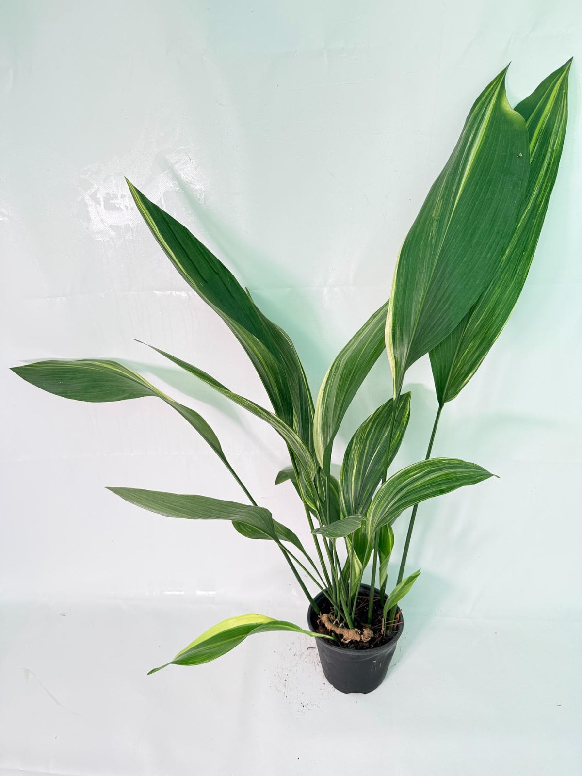 Aspidistra Elatior Variegata 01