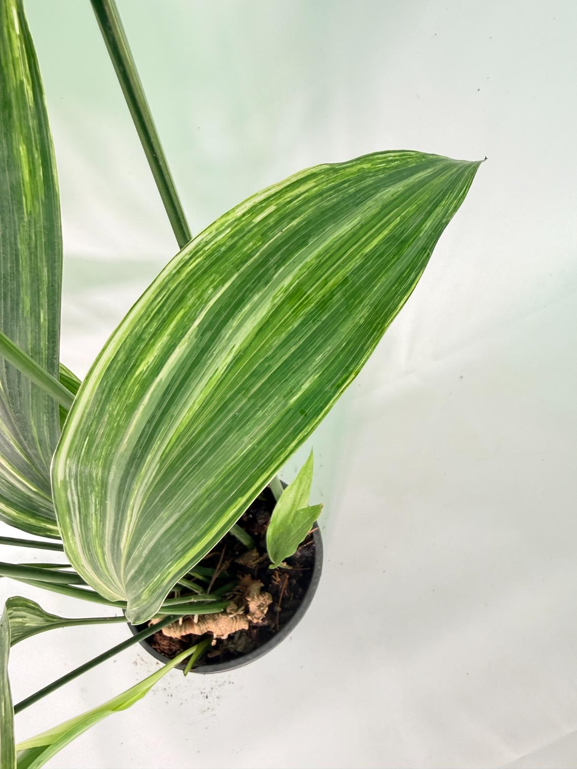 Aspidistra Elatior Variegata 05