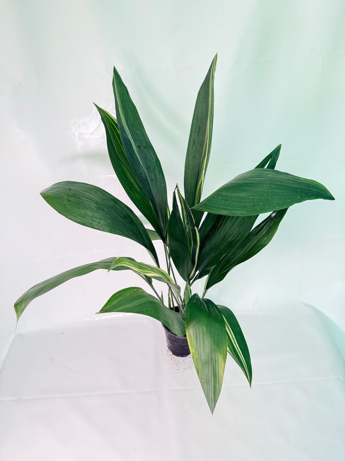 Aspidistra Elatior Variegata 08