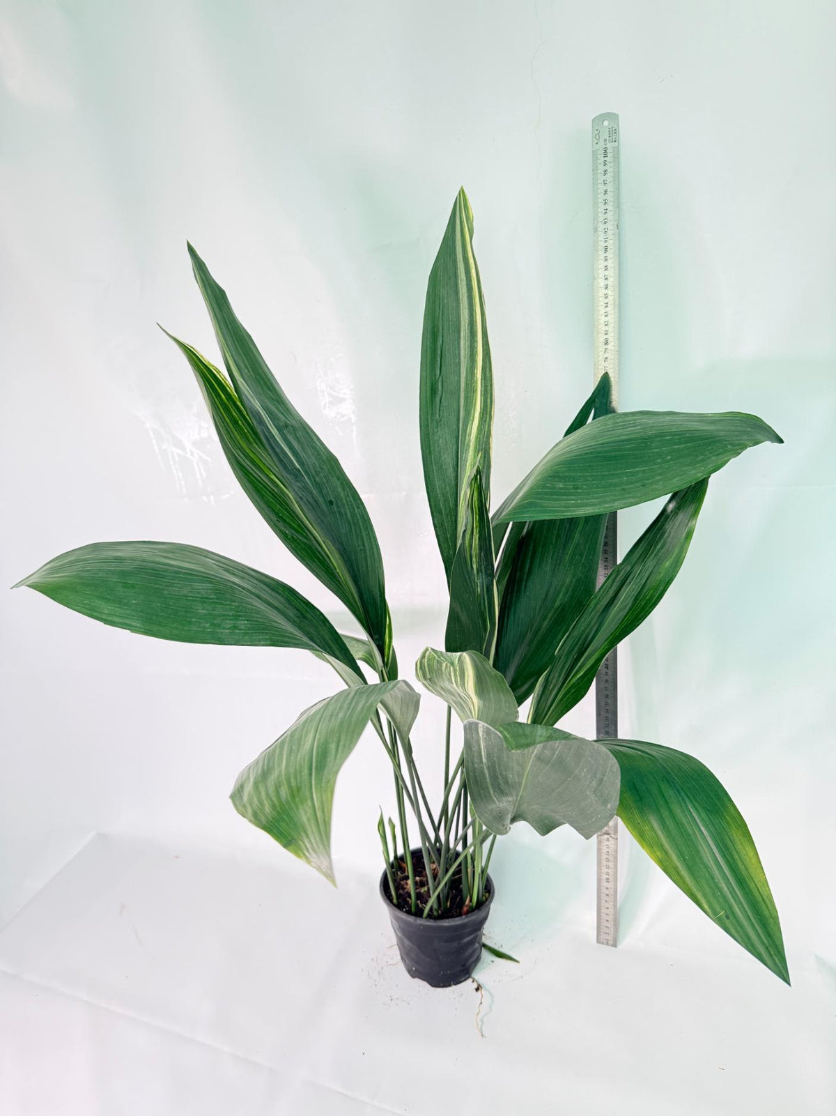Aspidistra Elatior Variegata 09