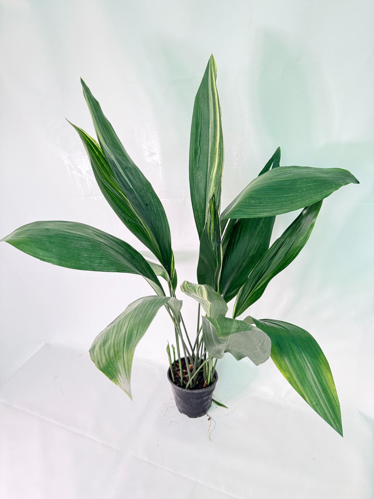 Aspidistra Elatior Variegata 01
