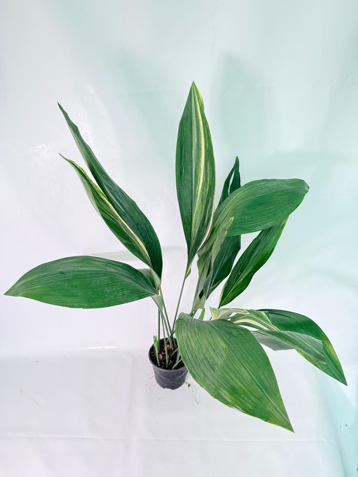 Aspidistra Elatior Variegata 5