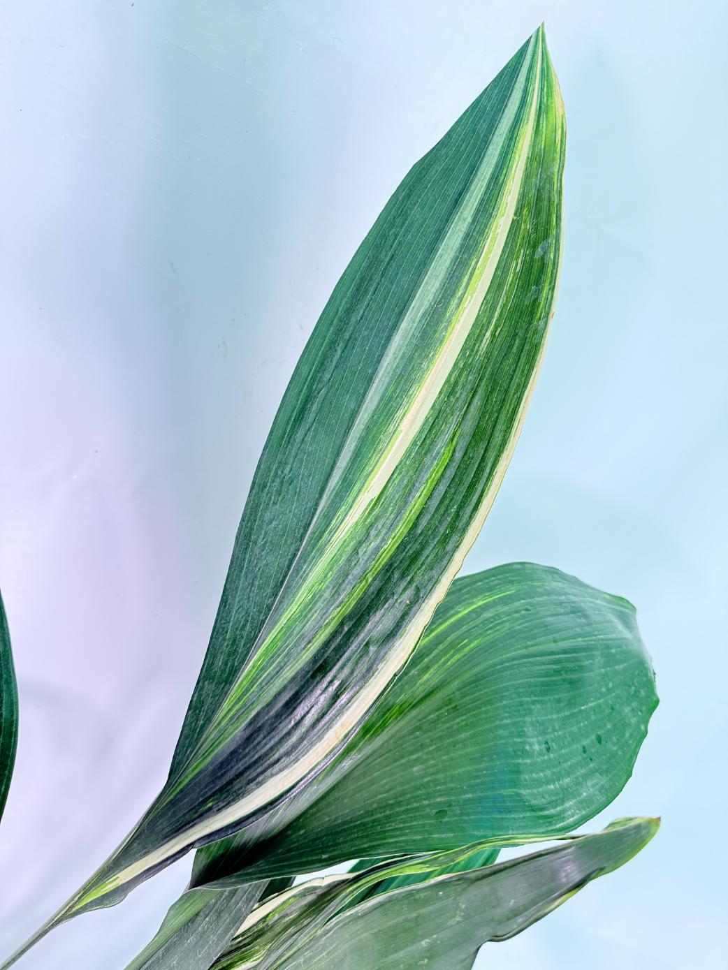 Aspidistra Elatior Variegata 03