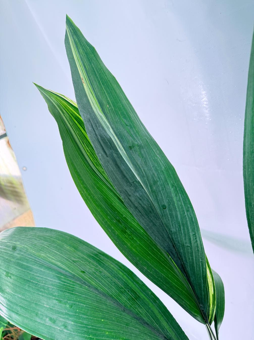 Aspidistra Elatior Variegata 04