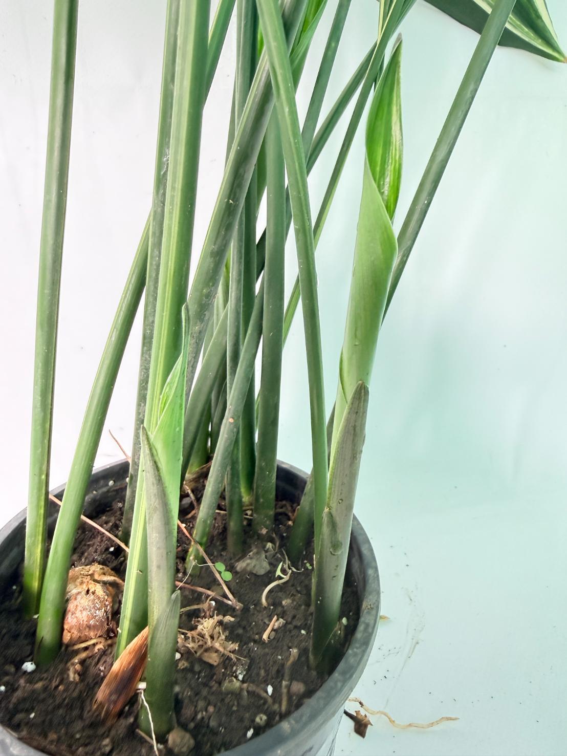 Aspidistra Elatior Variegata 06