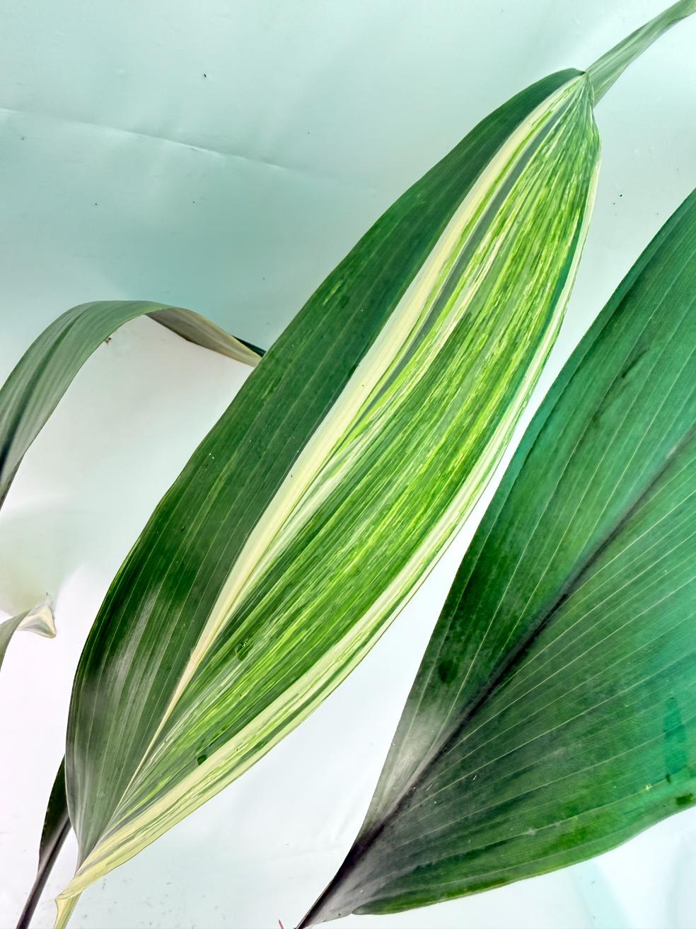 Aspidistra Elatior Variegata 07