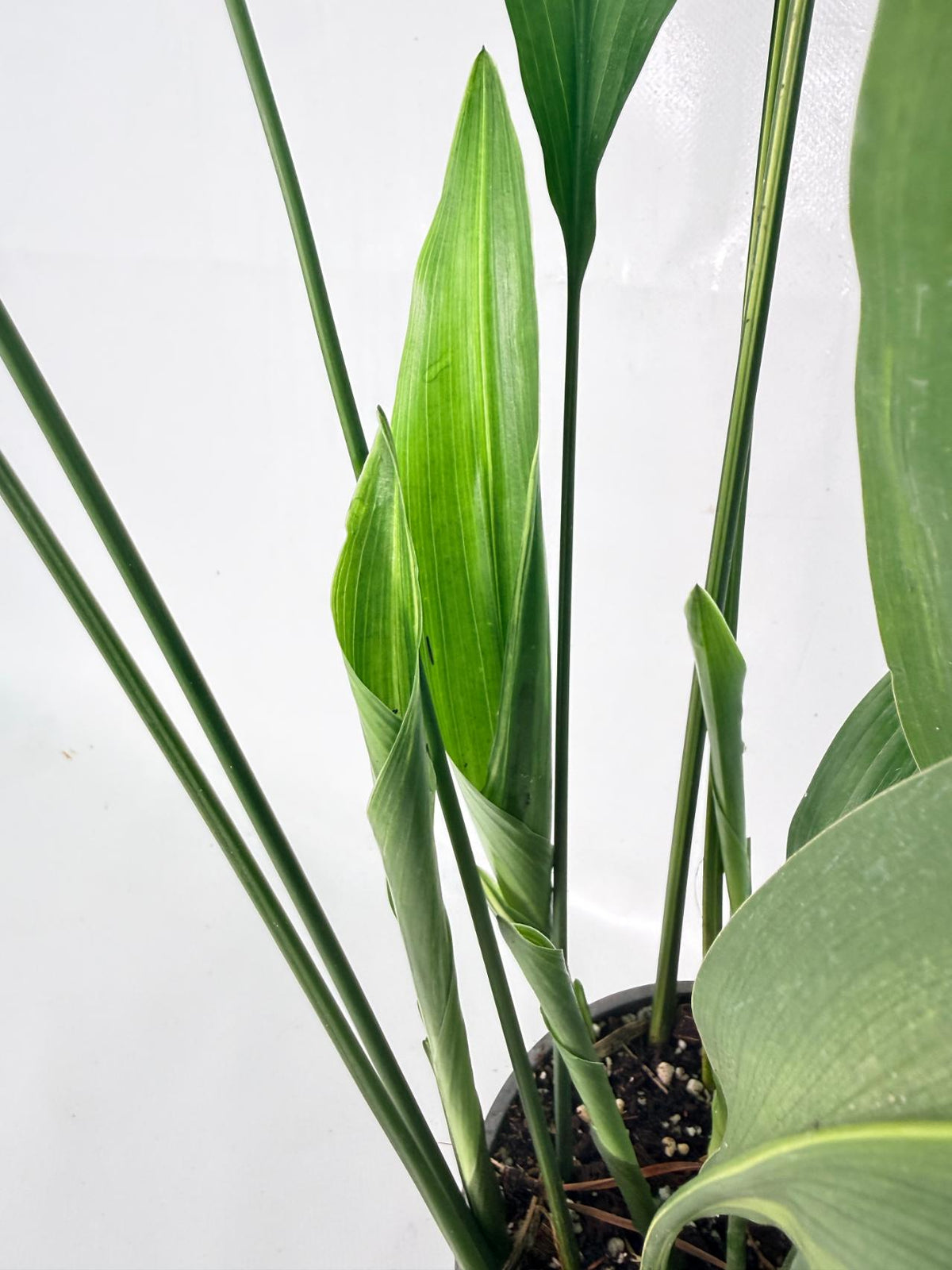 Aspidistra Elatior Variegata 03