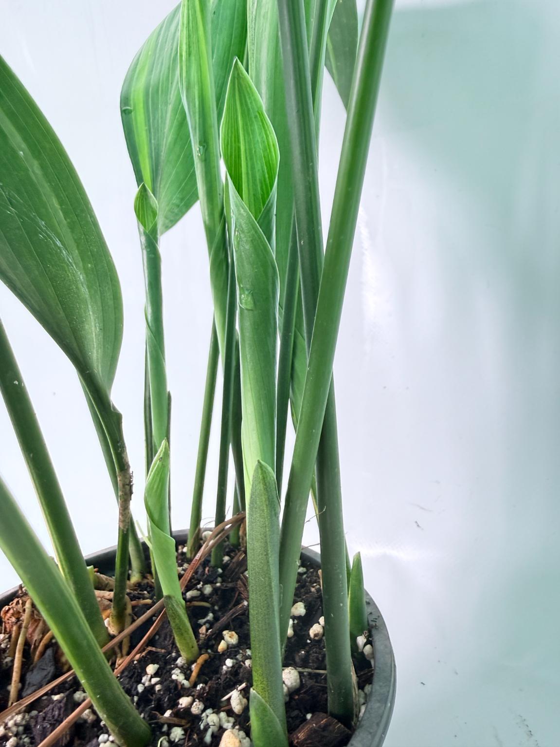 Aspidistra Elatior Variegata 02