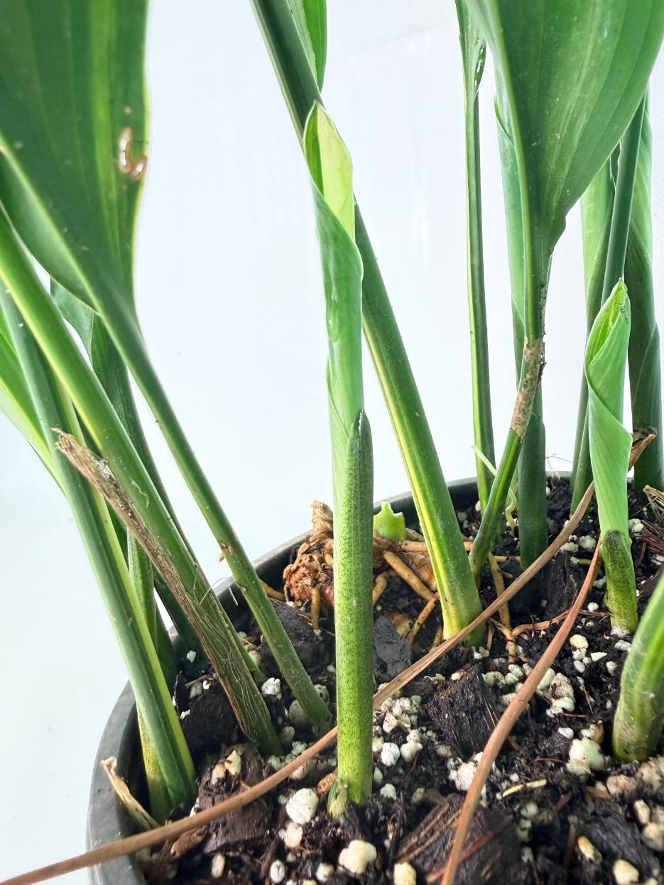 Aspidistra Elatior Variegata 10