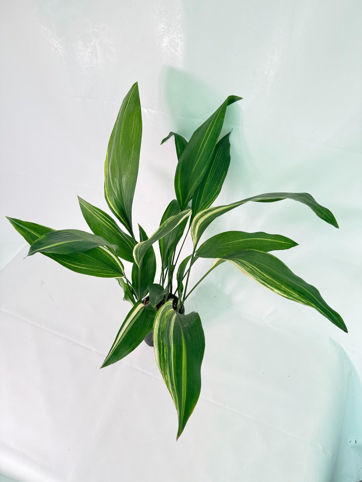 Aspidistra Elatior Variegata 11
