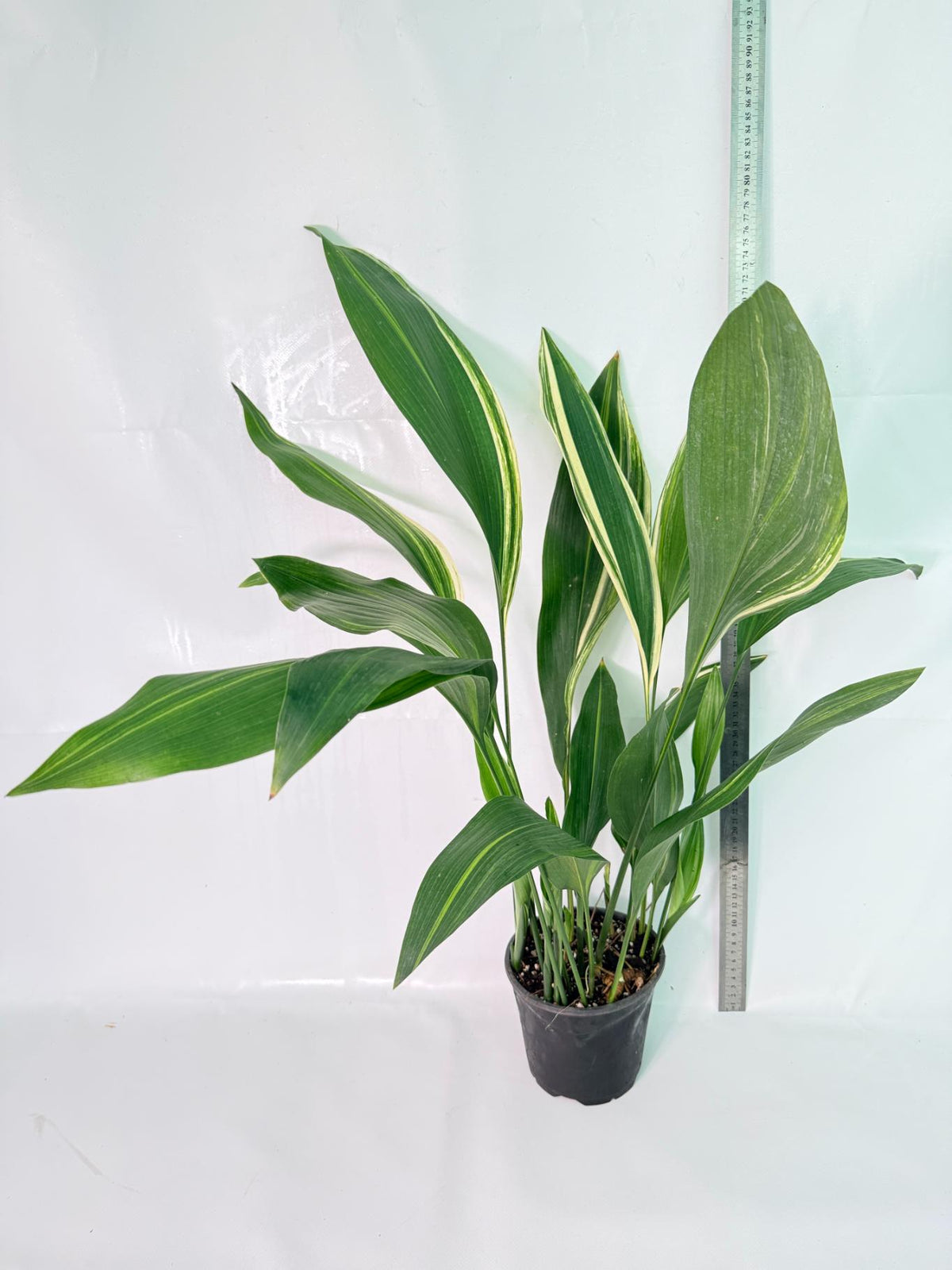 Aspidistra Elatior Variegata 12