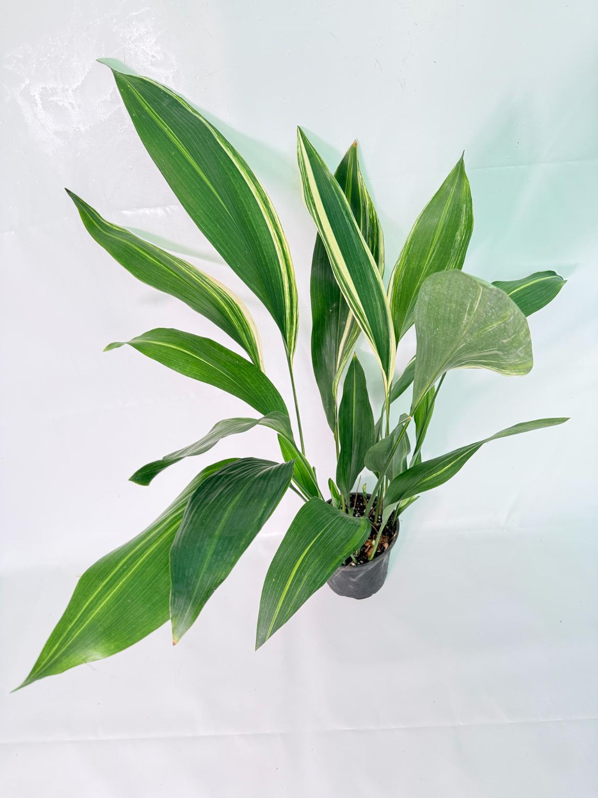 Aspidistra Elatior Variegata 01