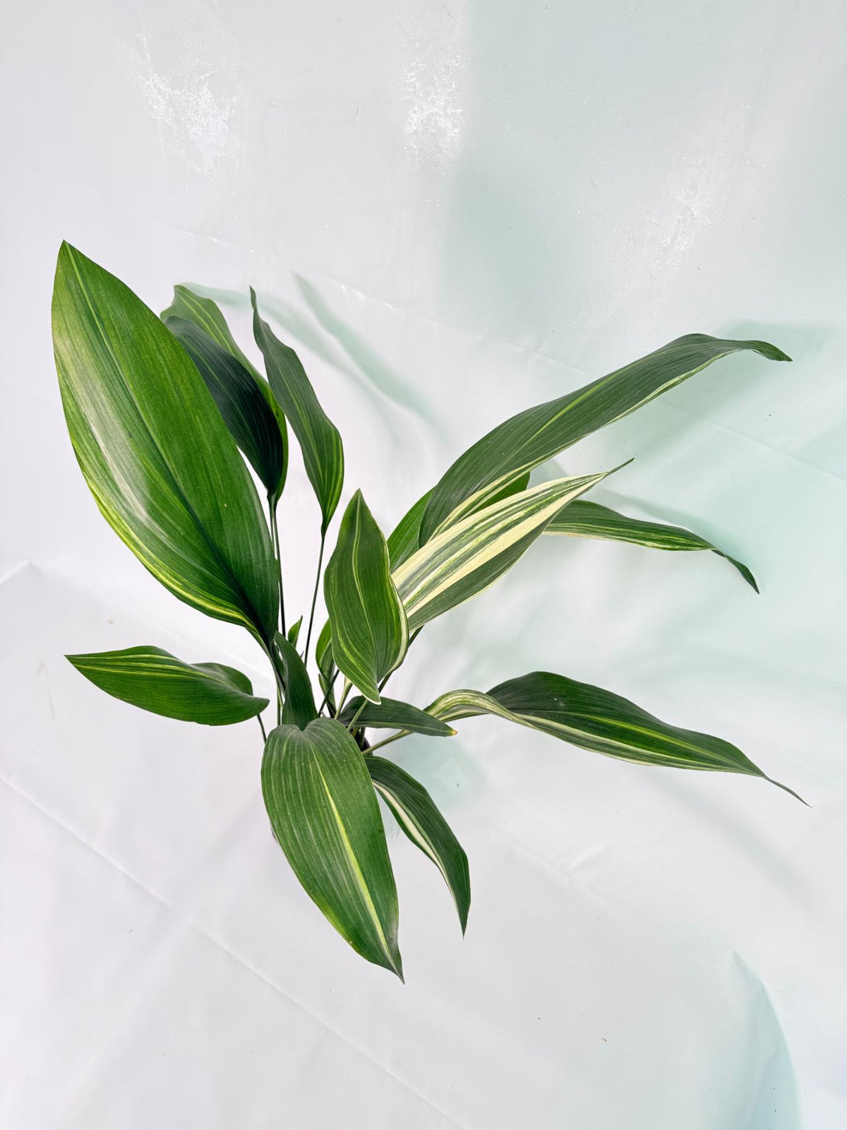Aspidistra Elatior Variegata 04