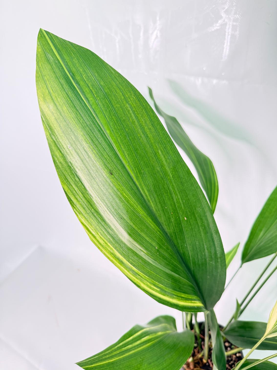 Aspidistra Elatior Variegata 05