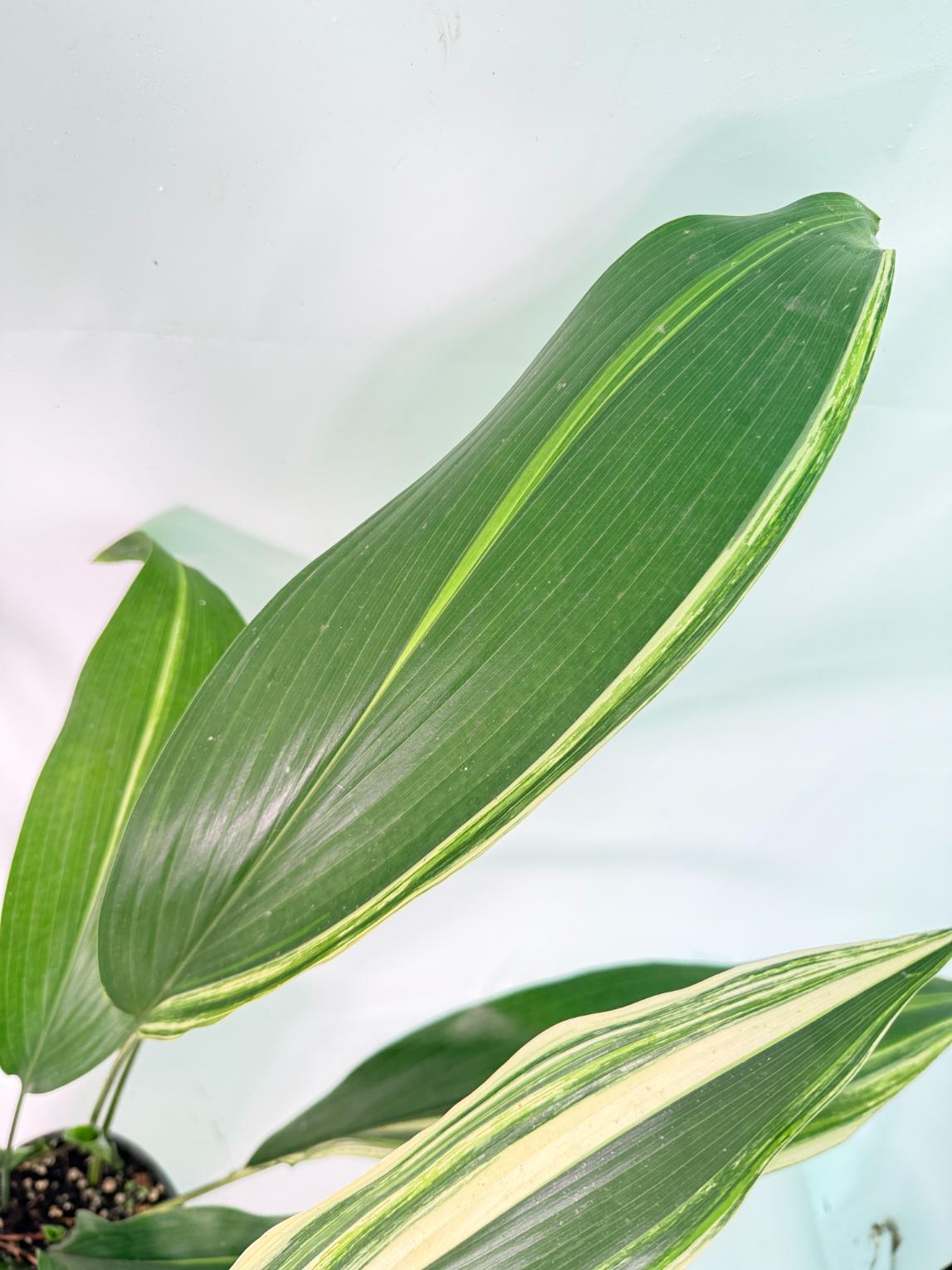 Aspidistra Elatior Variegata 07