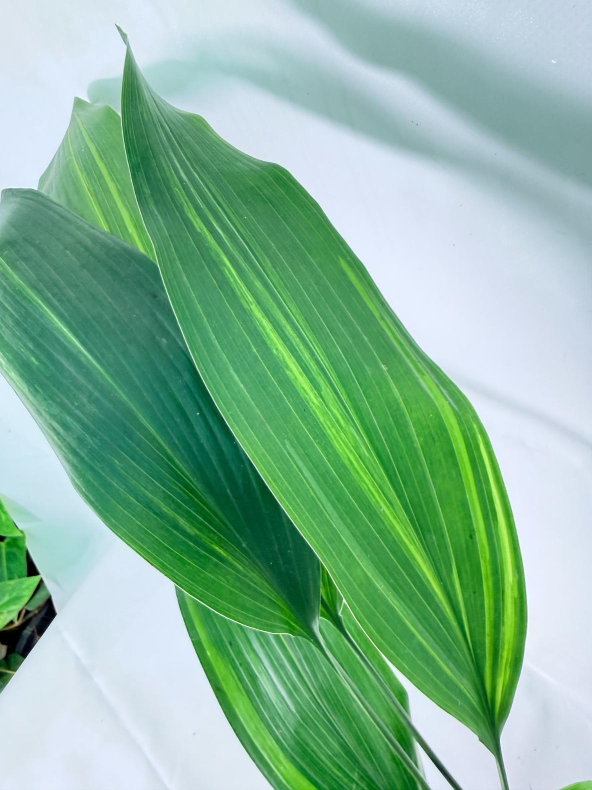 Aspidistra Elatior Variegata 08