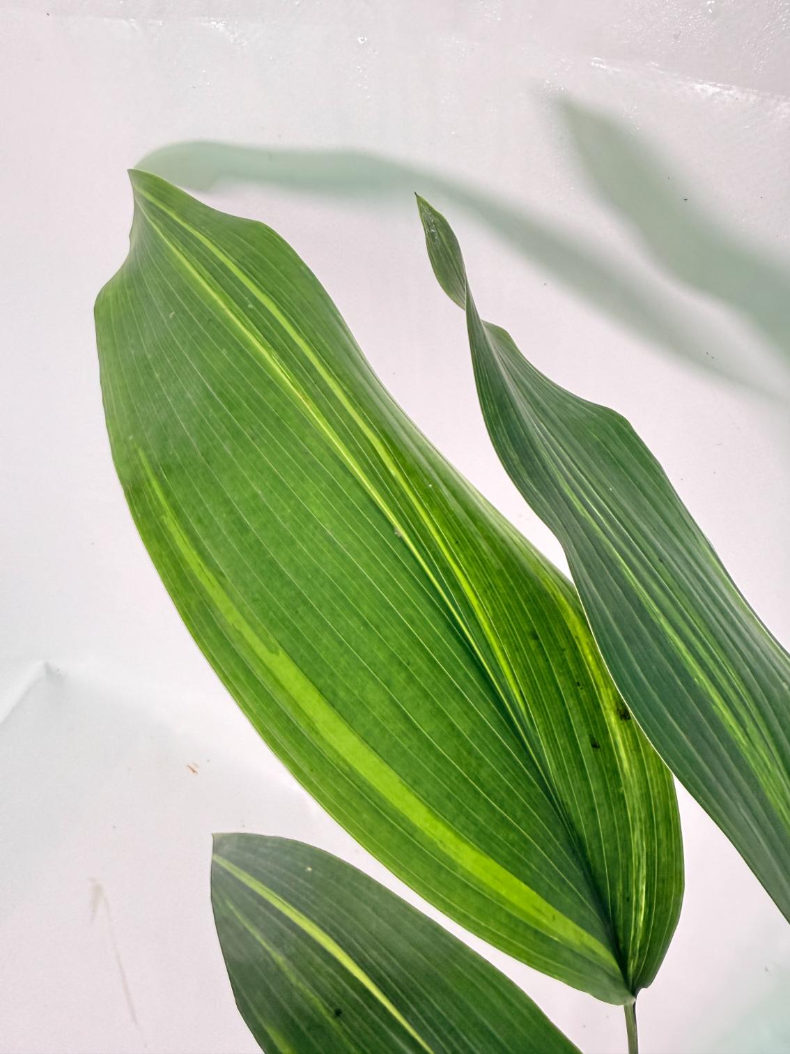 Aspidistra Elatior Variegata 09