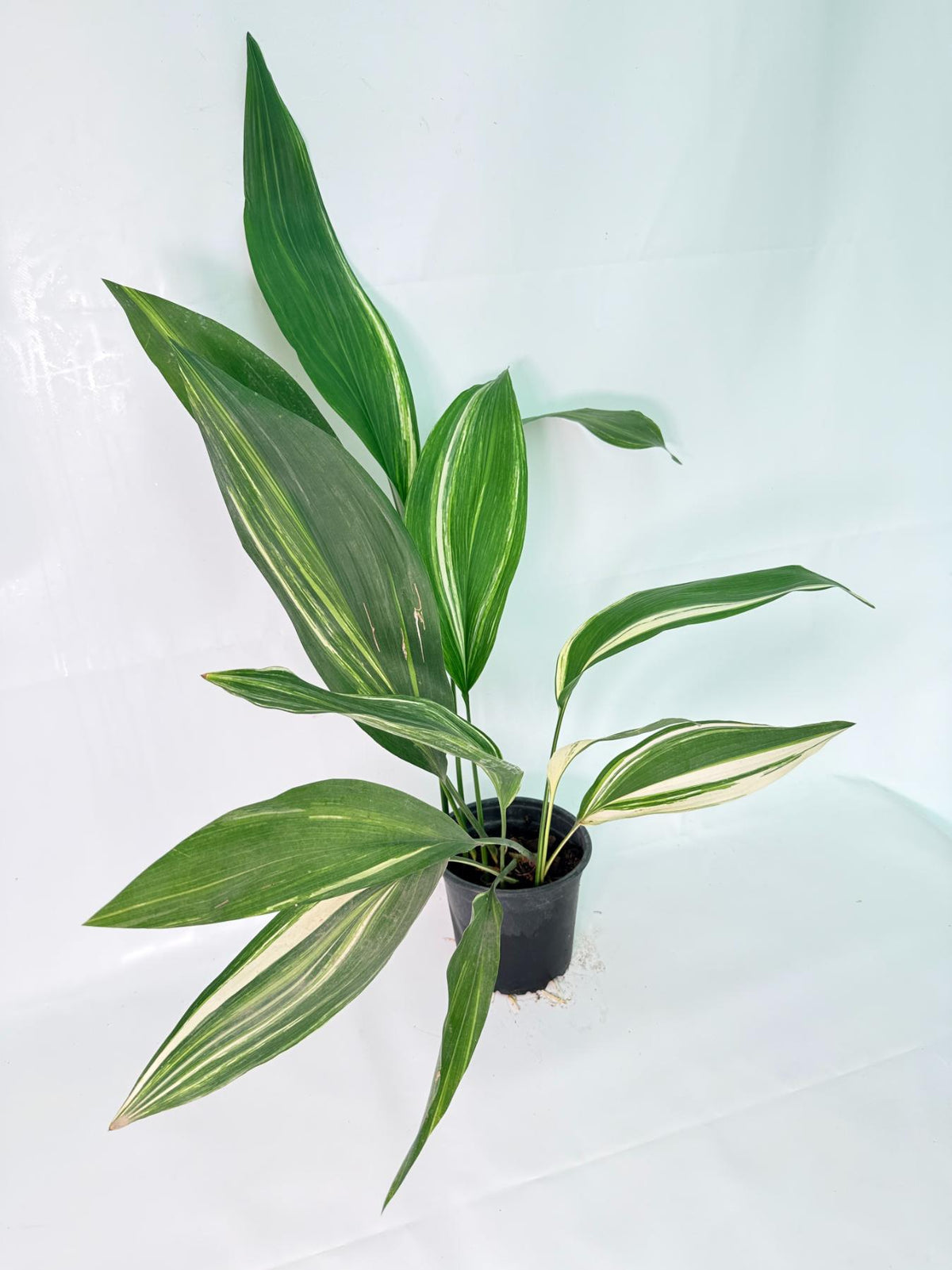 Aspidistra Elatior Variegata 08