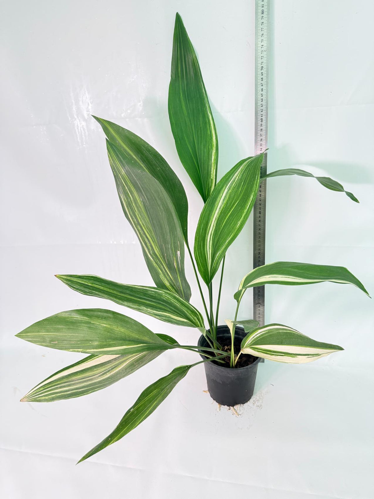 Aspidistra Elatior Variegata 09