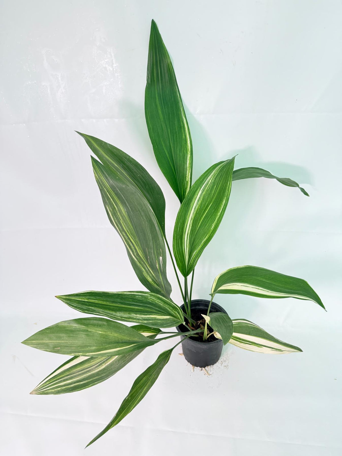 Aspidistra Elatior Variegata 01