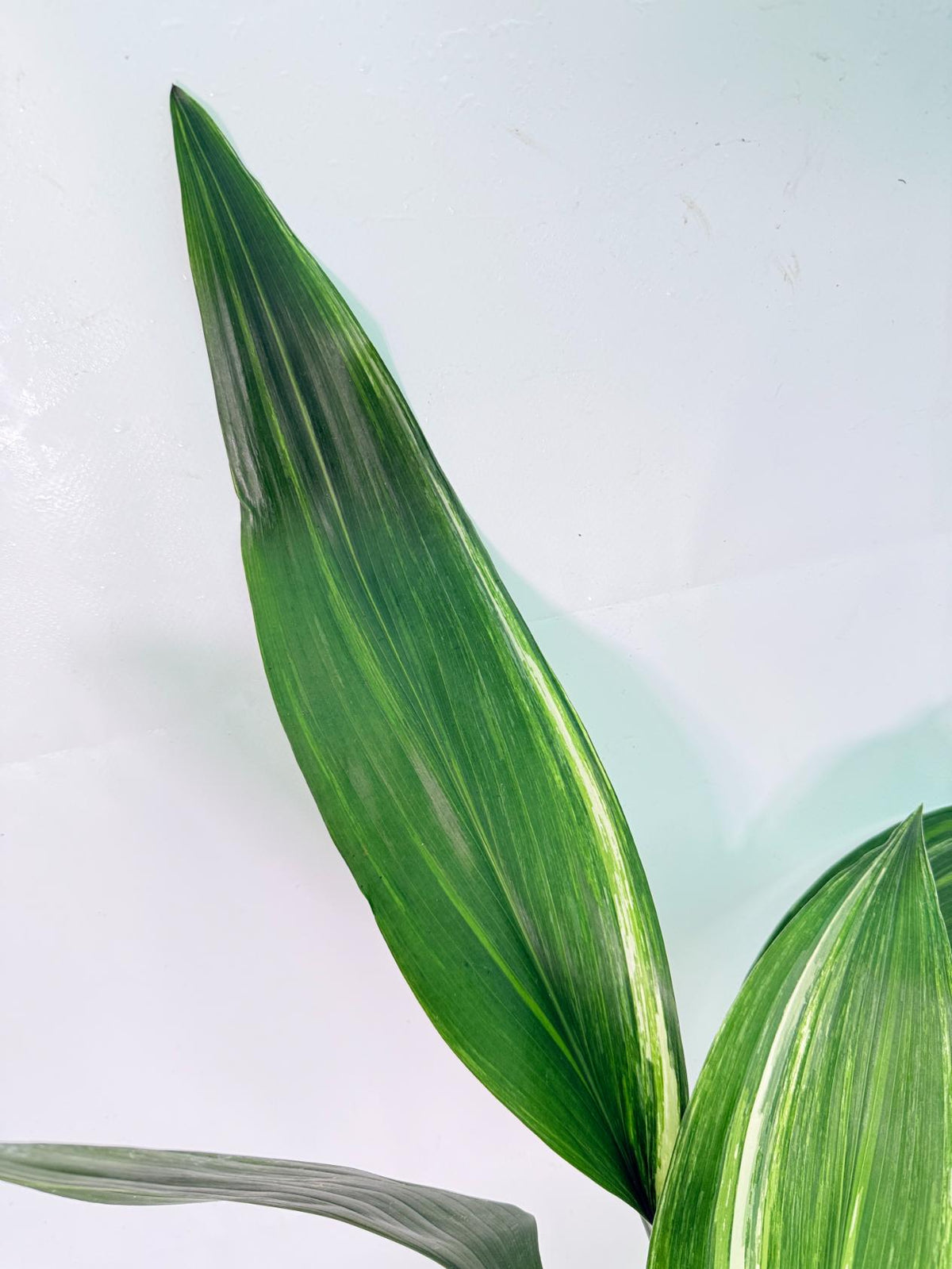 Aspidistra Elatior Variegata 03