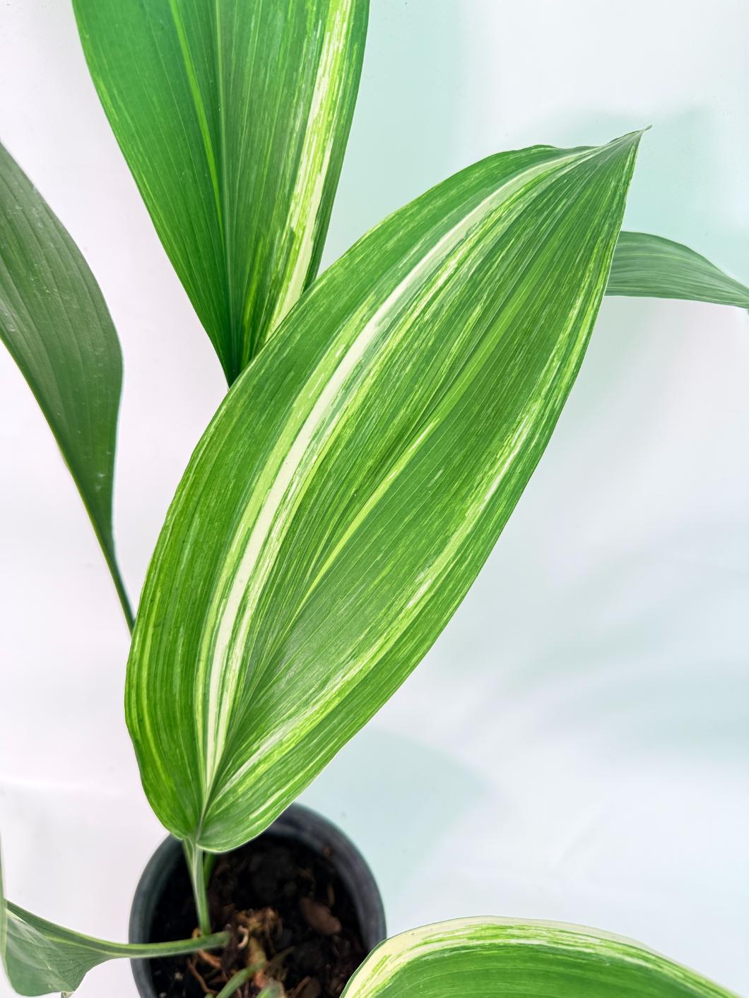 Aspidistra Elatior Variegata 04
