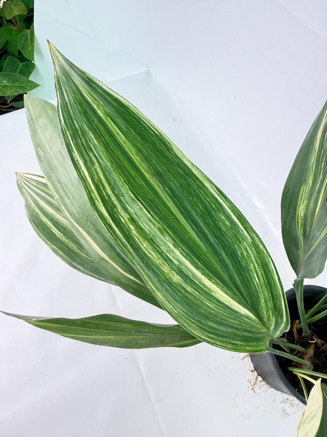 Aspidistra Elatior Variegata 05