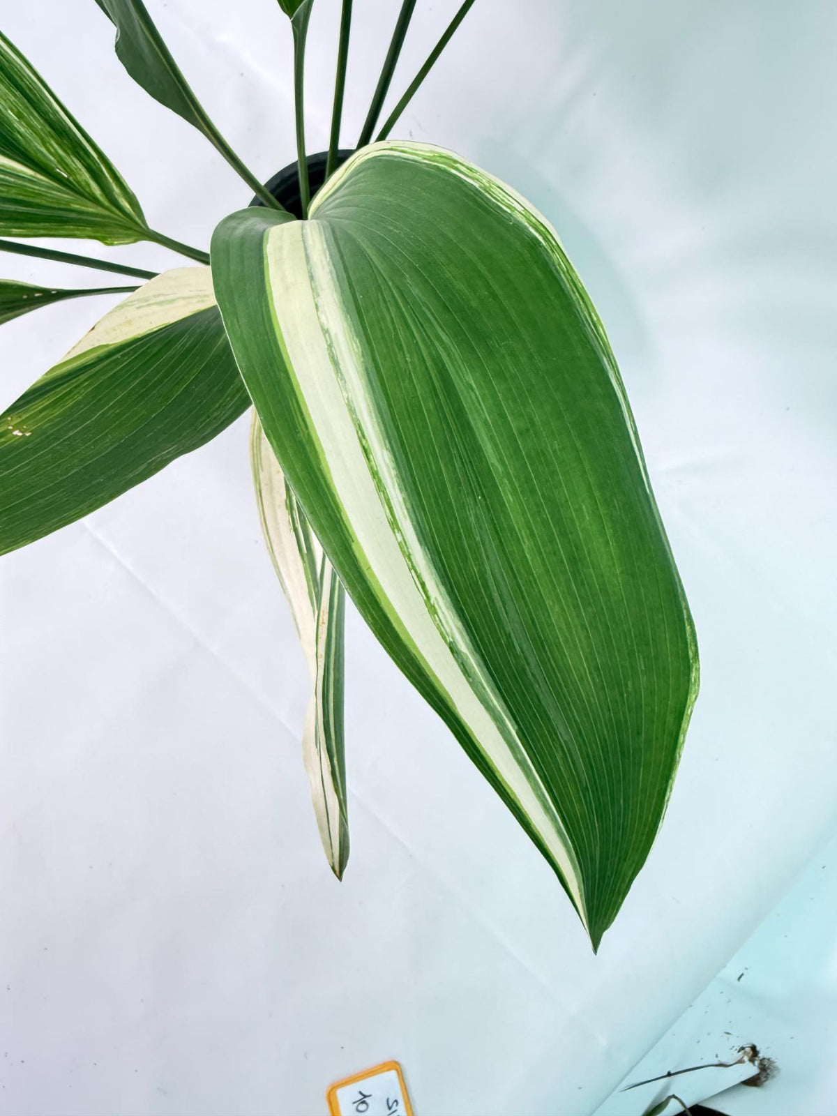Aspidistra Elatior Variegata 06