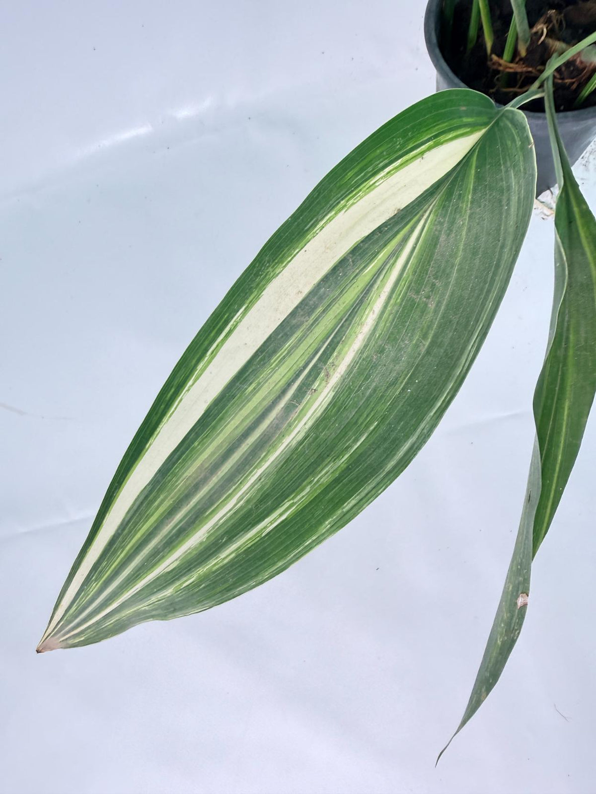 Aspidistra Elatior Variegata 07