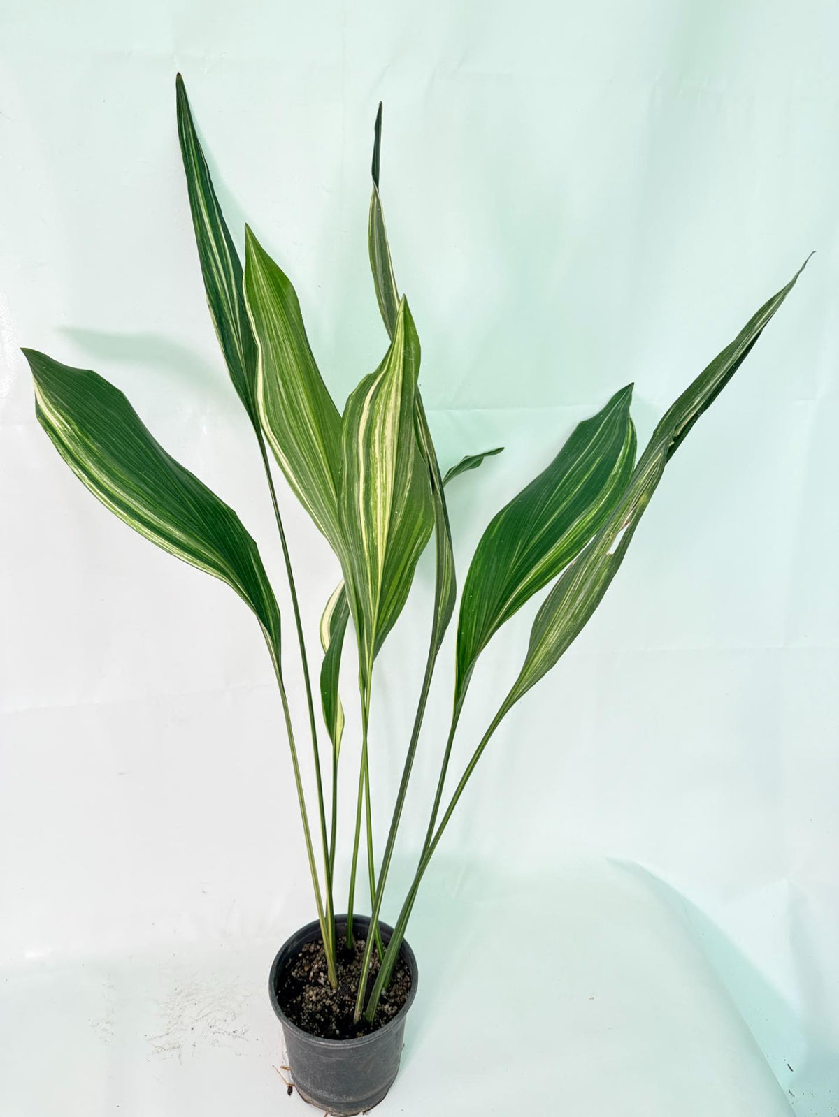 Aspidistra Elatior Variegata 07