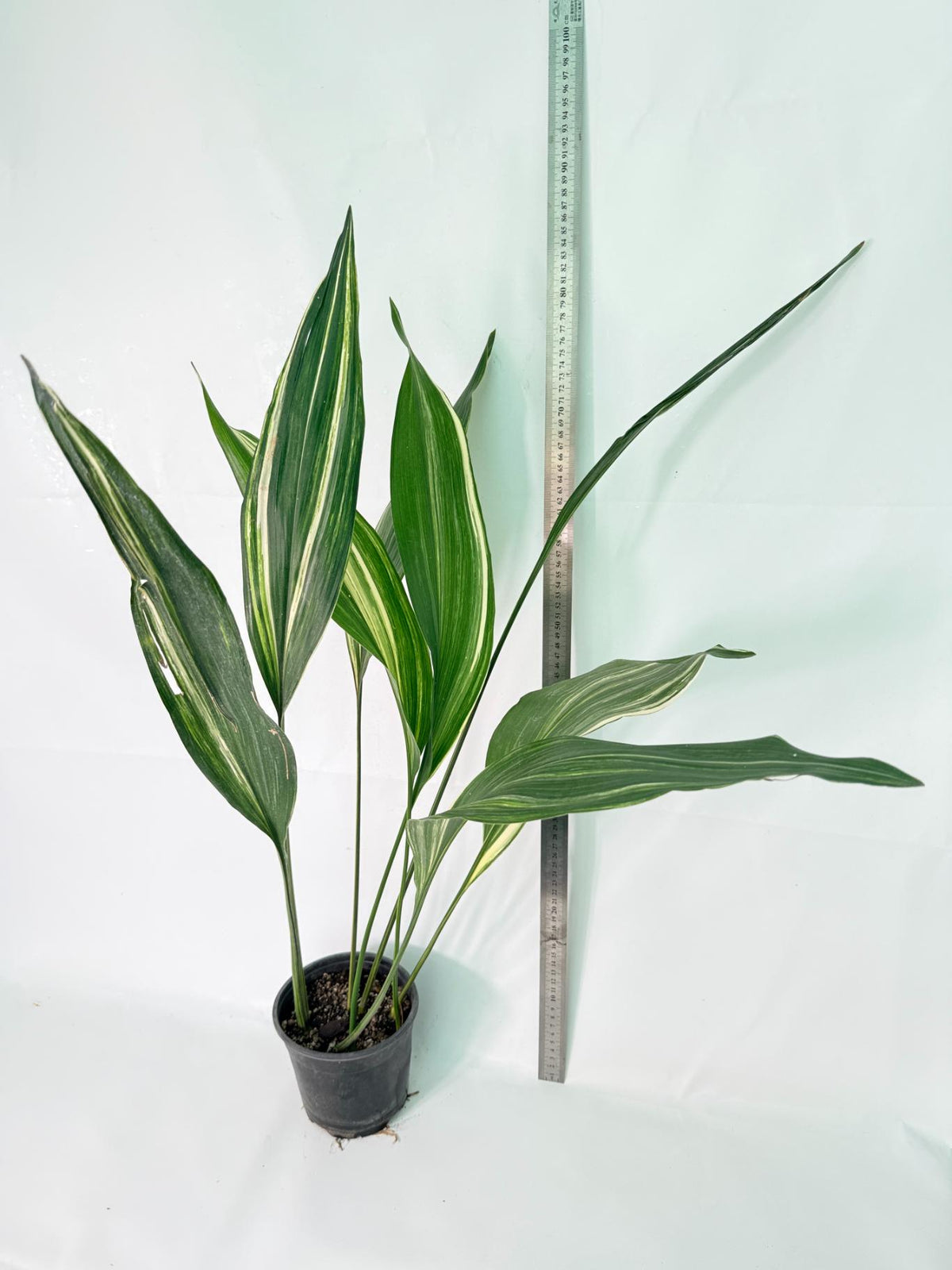 Aspidistra Elatior Variegata 09