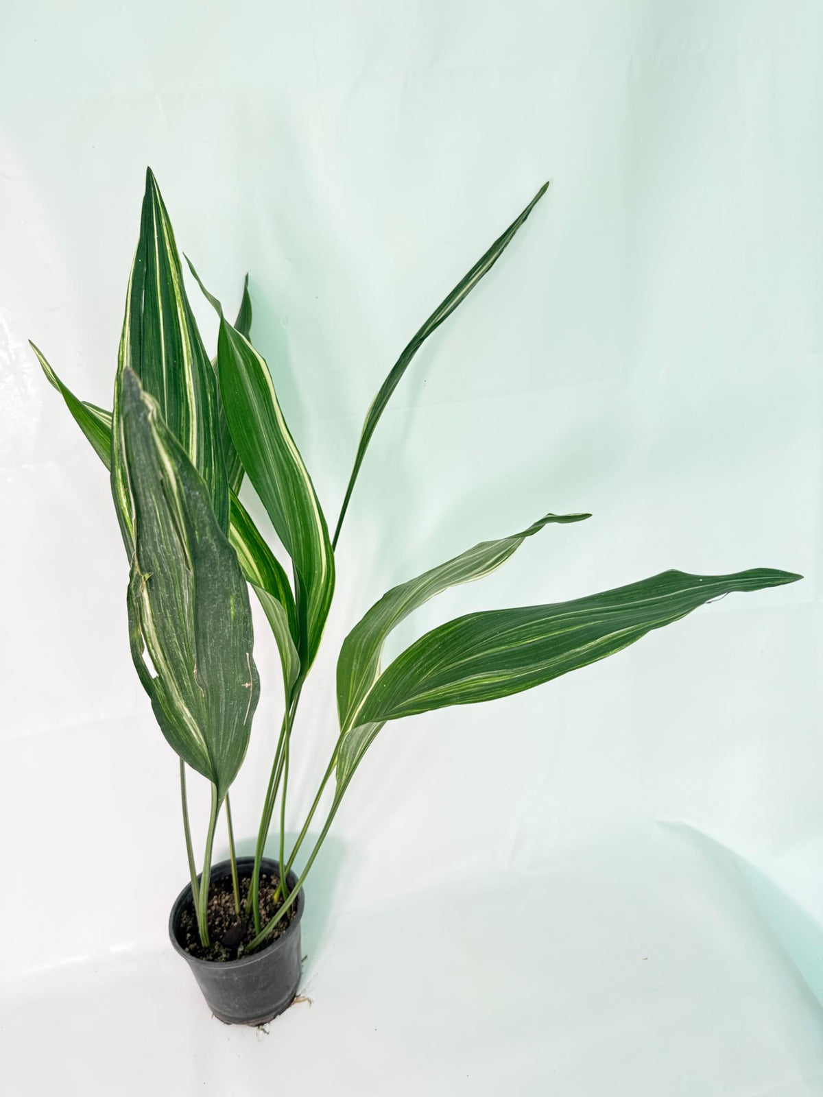 Aspidistra Elatior Variegata 01