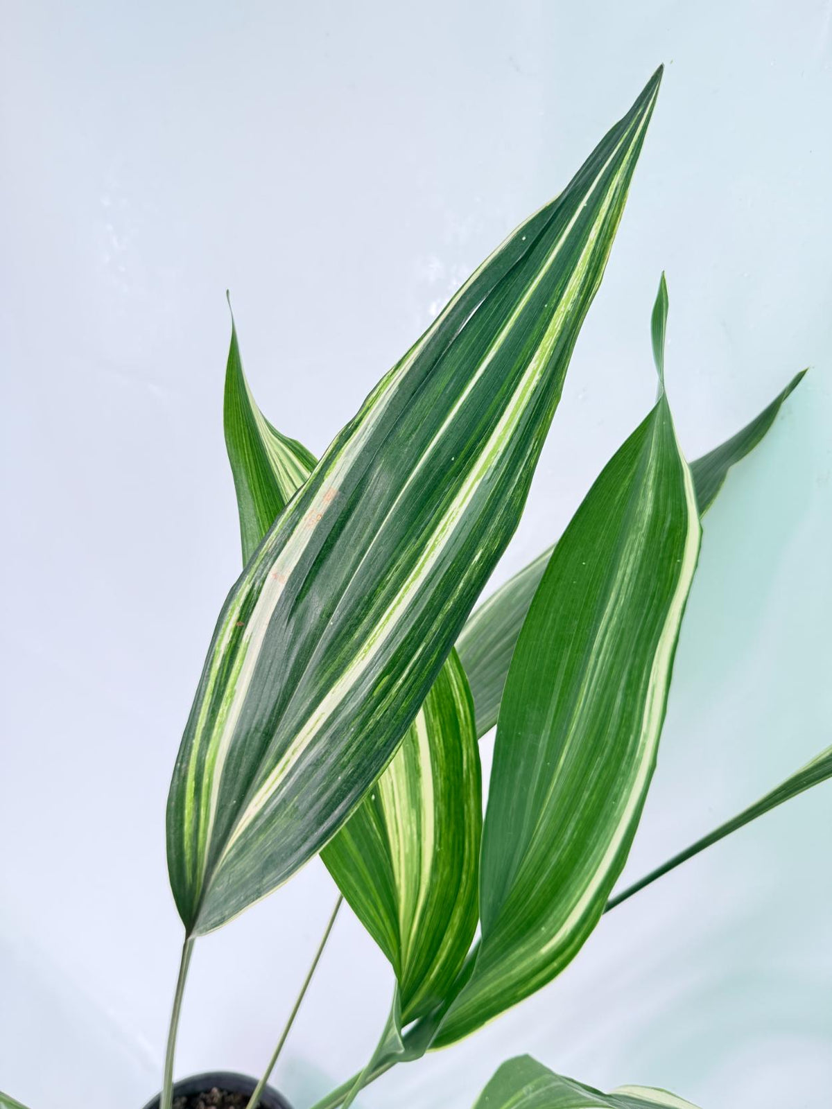 Aspidistra Elatior Variegata 3