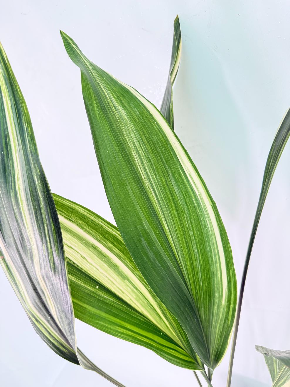 Aspidistra Elatior Variegata 04