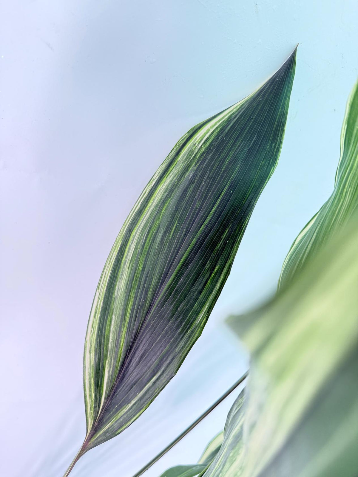 Aspidistra Elatior Variegata 05