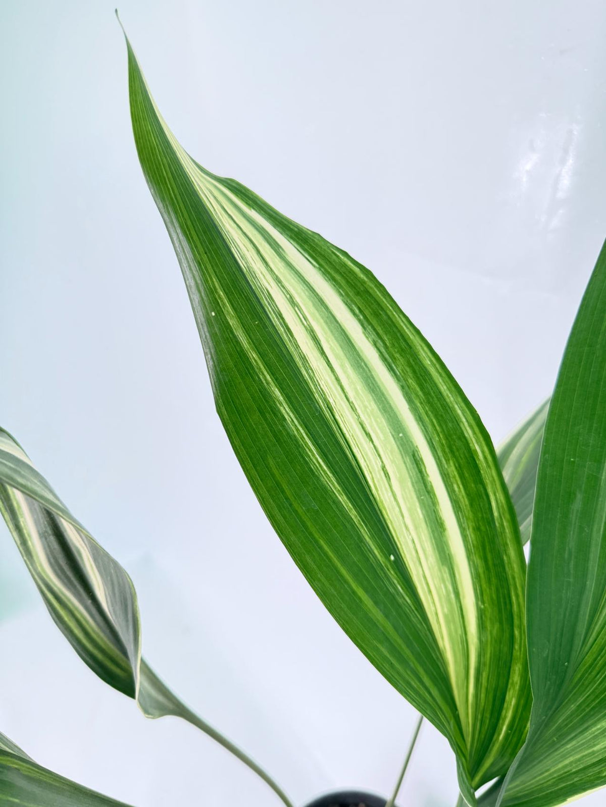 Aspidistra Elatior Variegata 06